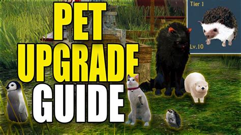 bdo best pets|Beginners Guide to Pets & Best Types to Get .